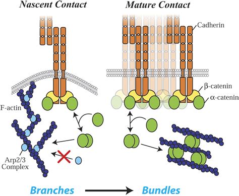 catenin function in cells.